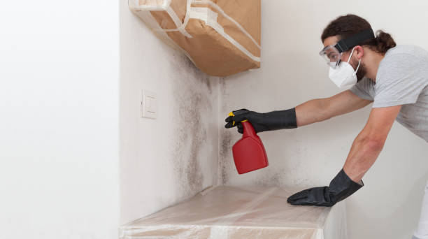 Professional Basement Mold Removal technician working in Livingston, TN