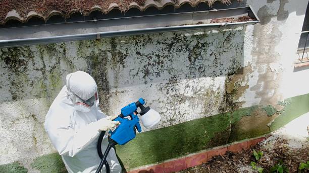 Top rated local Basement Mold Removal specialists in Livingston, TN